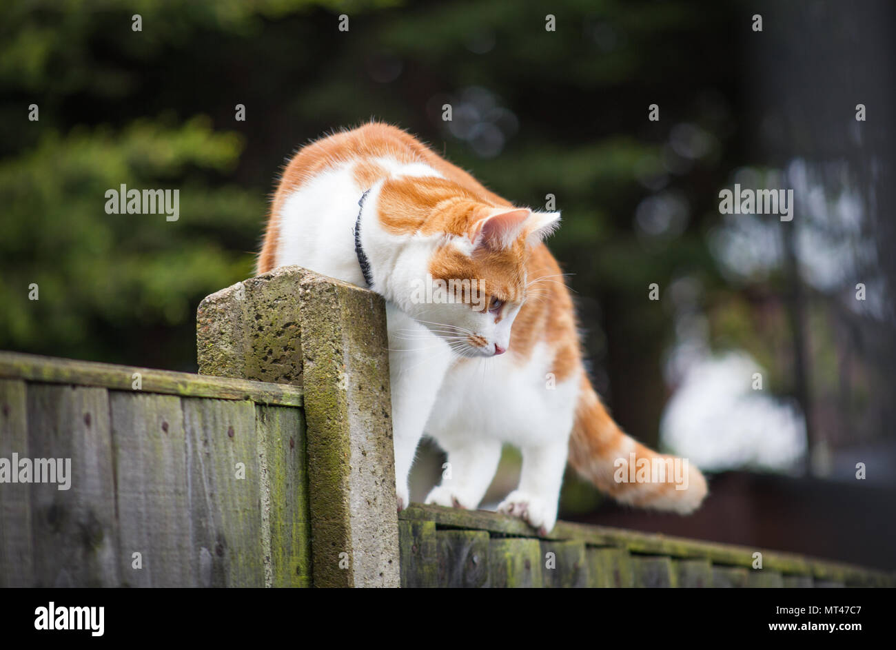 photo of a cute ginger tabby walking cautiously on the fence Stock ...