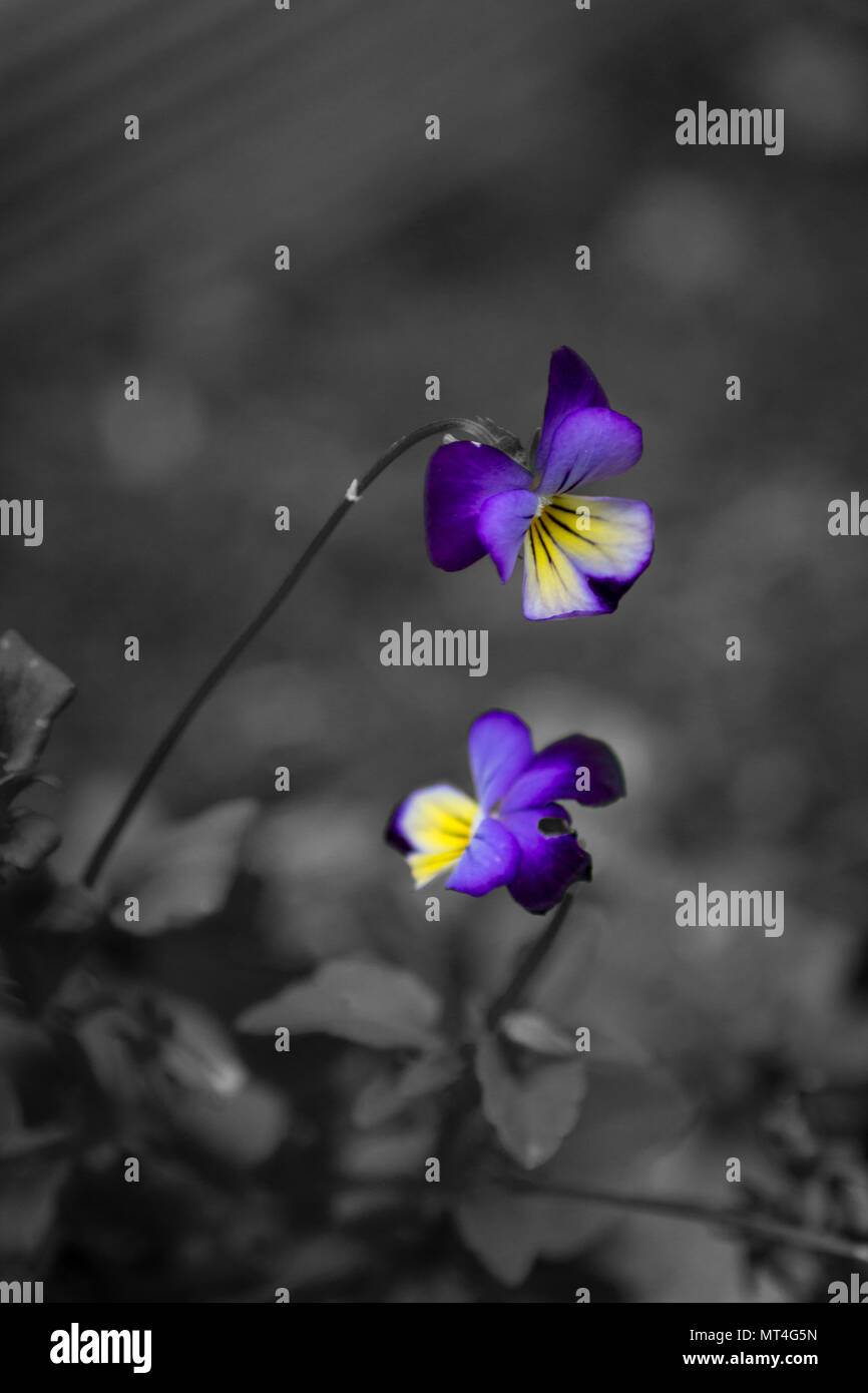 A selective colour photograph of two flowers. Stock Photo