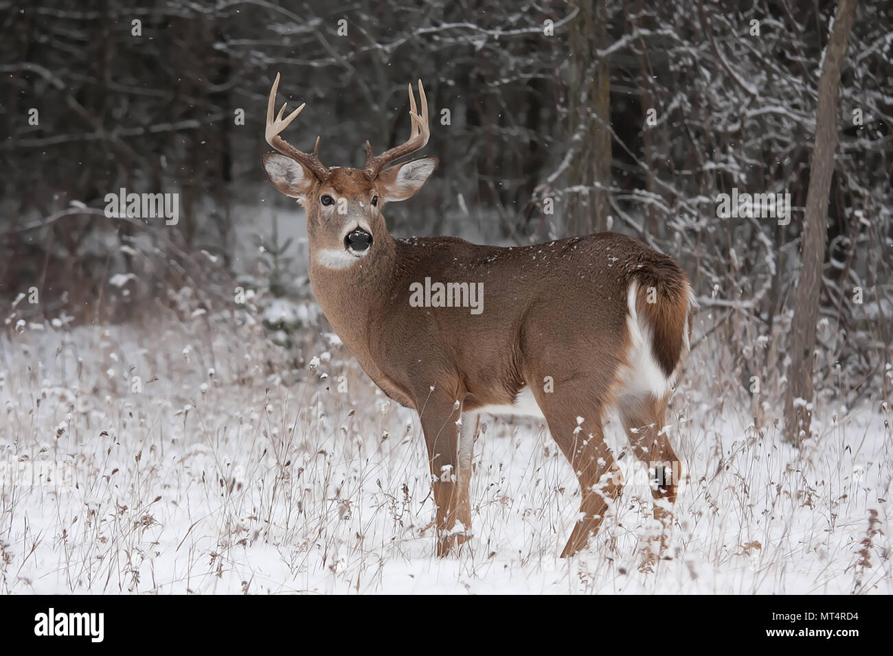 White-tailed deer buck standing in the forest on a winter day in Canada ...
