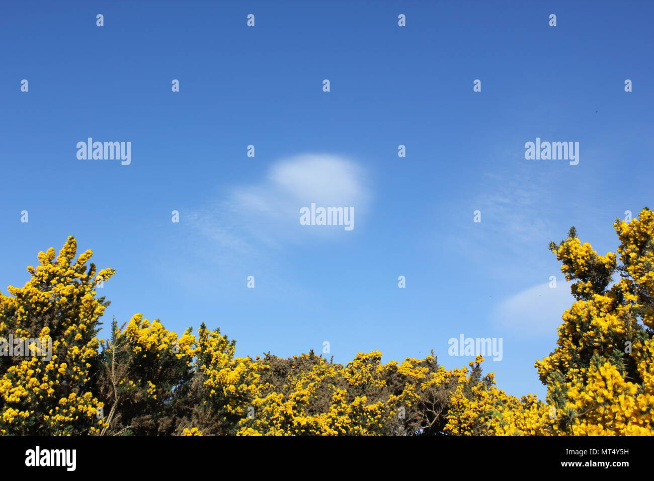 Yellow wild flowers in Scottish Highlands Stock Photo Alamy