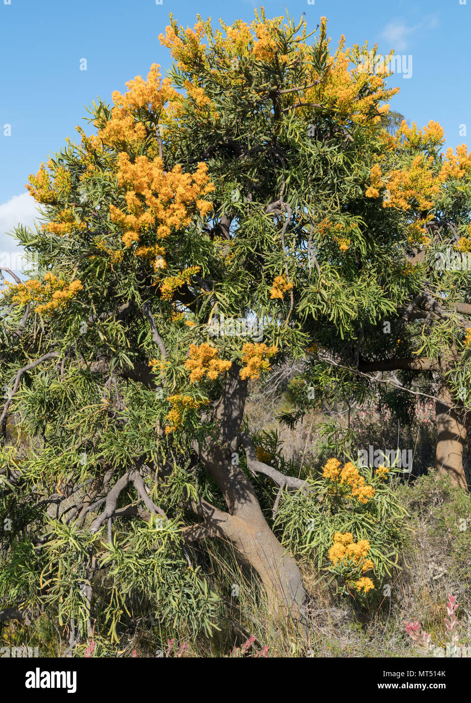 Nuytsia floribunda, beautiful flora of the Fitzgerald River National Park, Western Australia Stock Photo