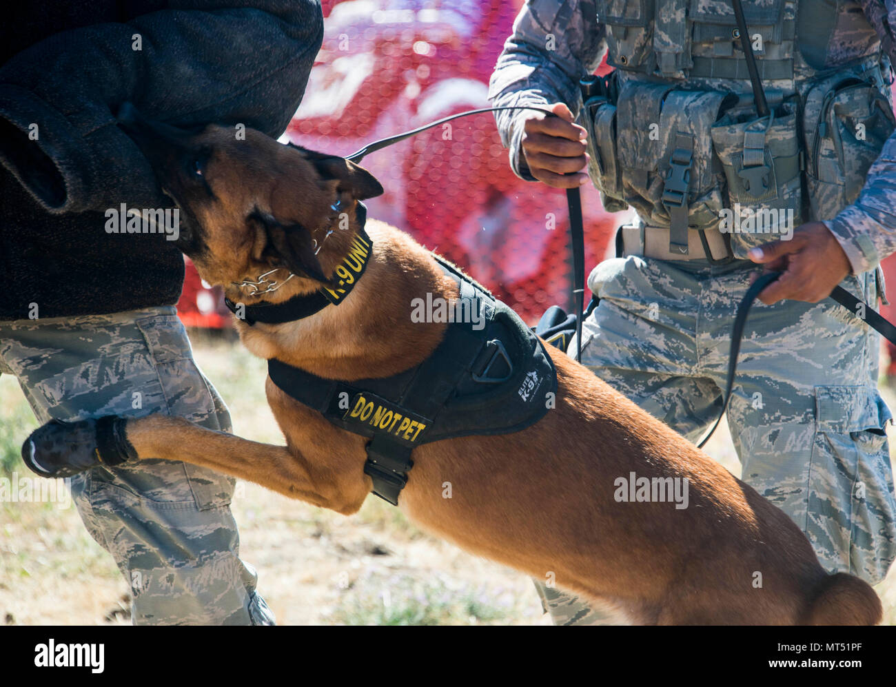 Uutah, 92nd Security Forces Squadron military working dog, lunges at an Airman during a K-9 demonstration at SkyFest 2017 Air Show and Open House at Fairchild Air Force Base, Washington, July 30, 2017. SkyFest is Fairchild’s air show and open house to give the local and regional community the opportunity to meet Airmen and learn about the Air Force mission. (U.S. Air Force photo/Senior Airman Janelle Patiño) Stock Photo