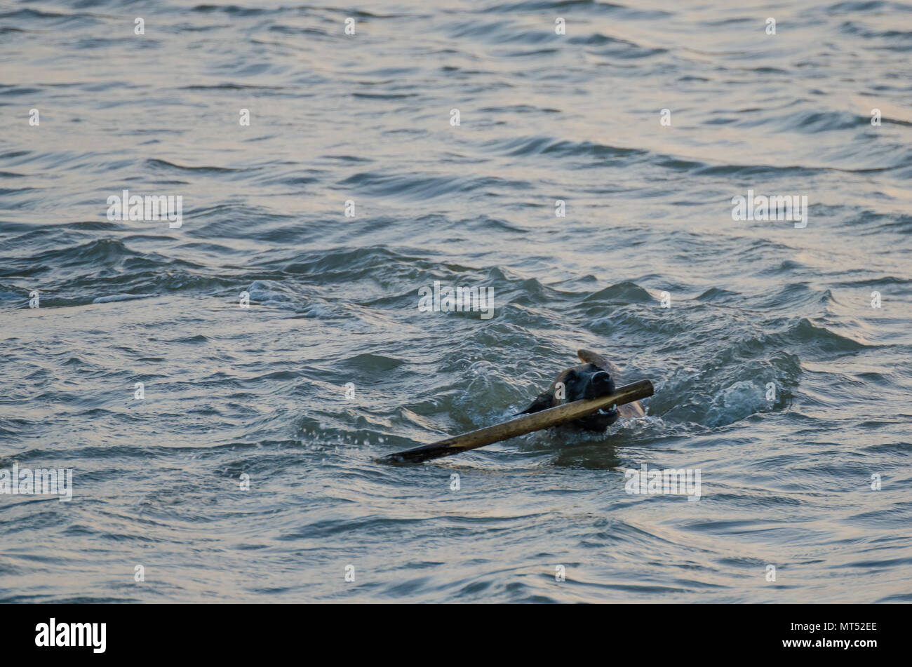 Dog swimming in the sea with stick in its mouth during the evening Stock Photo