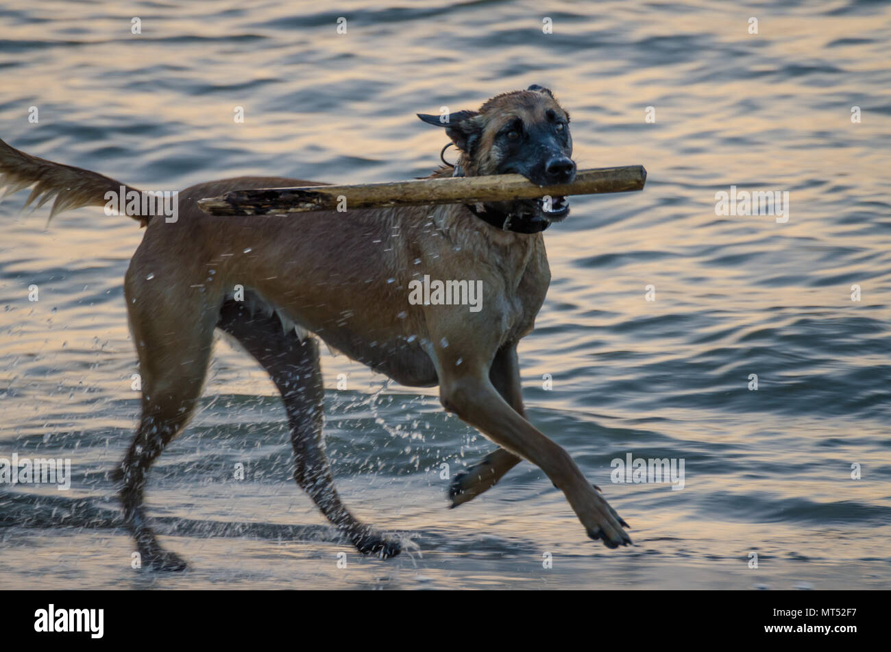 Wet dog running at sea on beach with stick in its mouth during evening Stock Photo