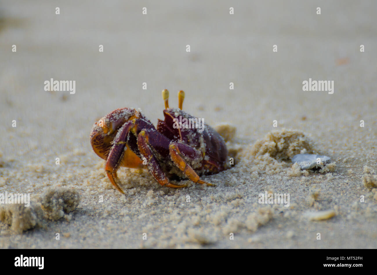 Purple crab crawling out of hole in sand at beach in northern Senegal, Africa Stock Photo