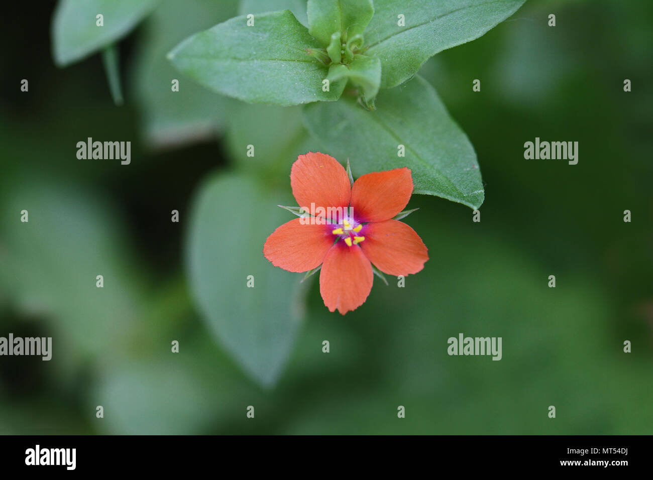 red-scarlet-pimpernel-flower-latin-anagallis-arvensis-sometimes-known