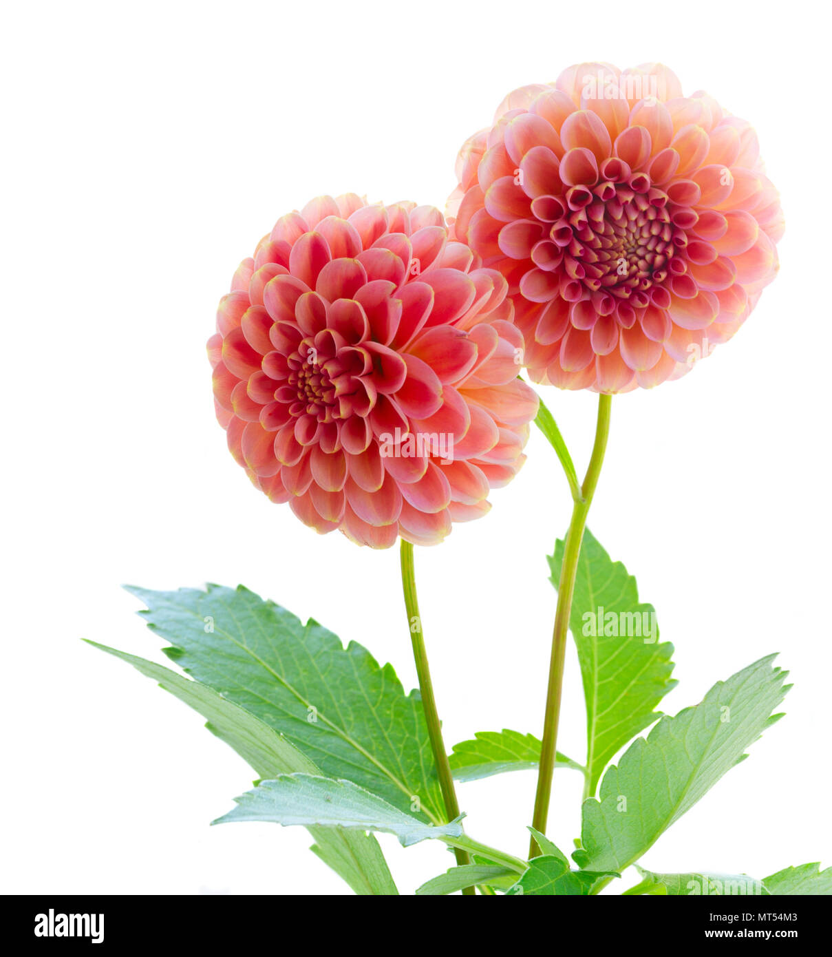 Dahlia pink flowers isolated on white background Stock Photo - Alamy