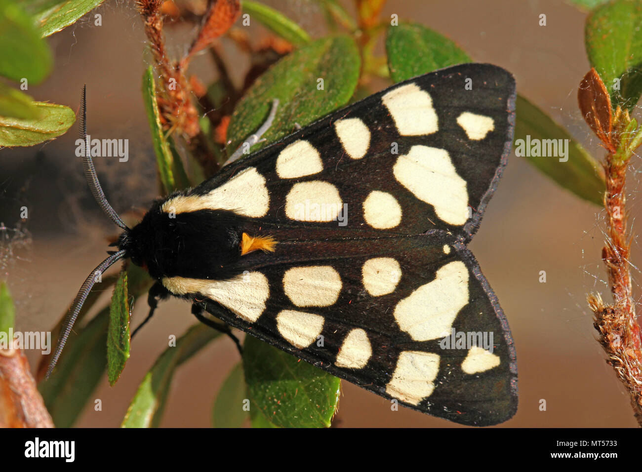 cream-spot tiger moth or cream spot close-up Latin name arctia villica on a plant with very clear antenna in Italy Stock Photo