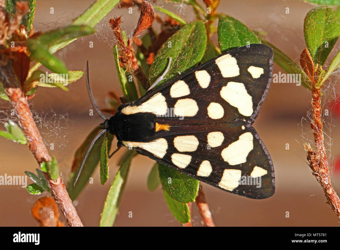 cream-spot tiger moth or cream spot close-up Latin name arctia villica on a plant with very clear antenna in Italy Stock Photo