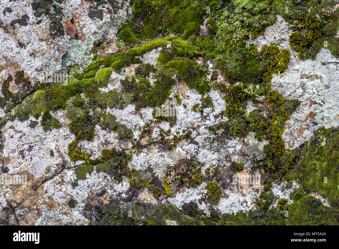 Dark green coloured moss growing on limestone rocks Stock Photo Alamy