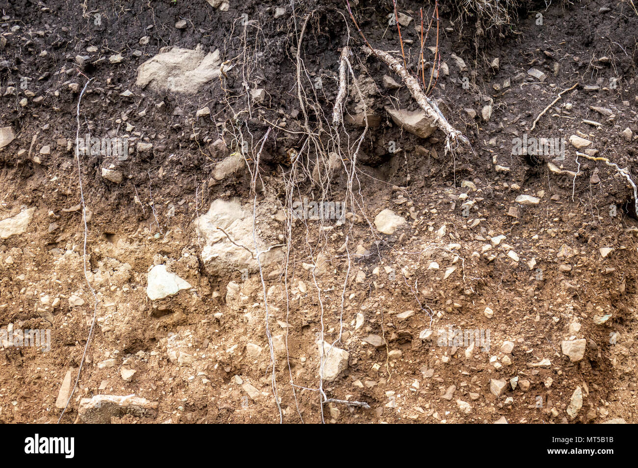 Layers of soil wet soil roots in soil soil profile soil zones rocks in soil Stock Photo