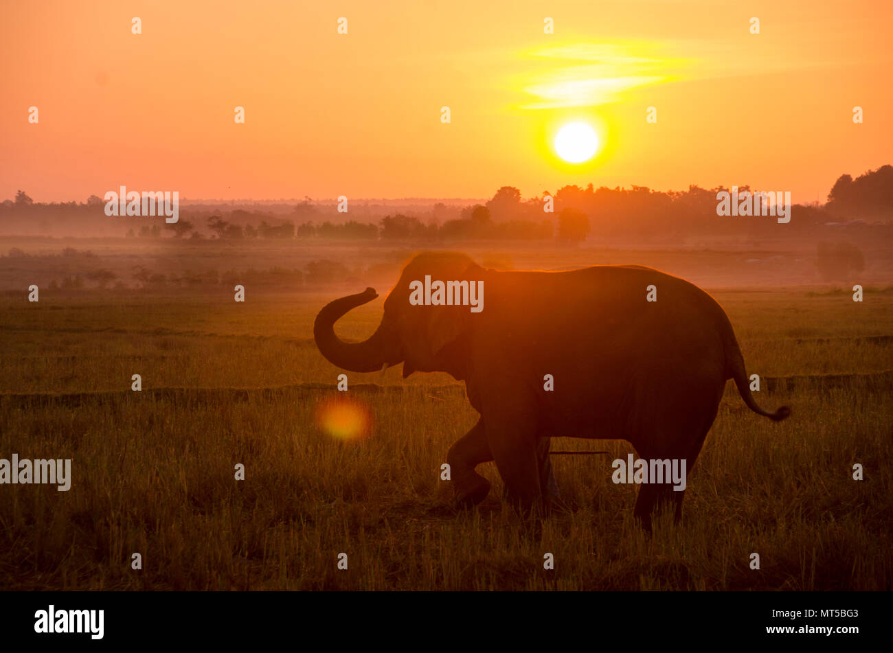 an elephant standing on a rice field in the morning. Elephant village in the north east of Thailand, beautiful relation between man and elephant. Stock Photo