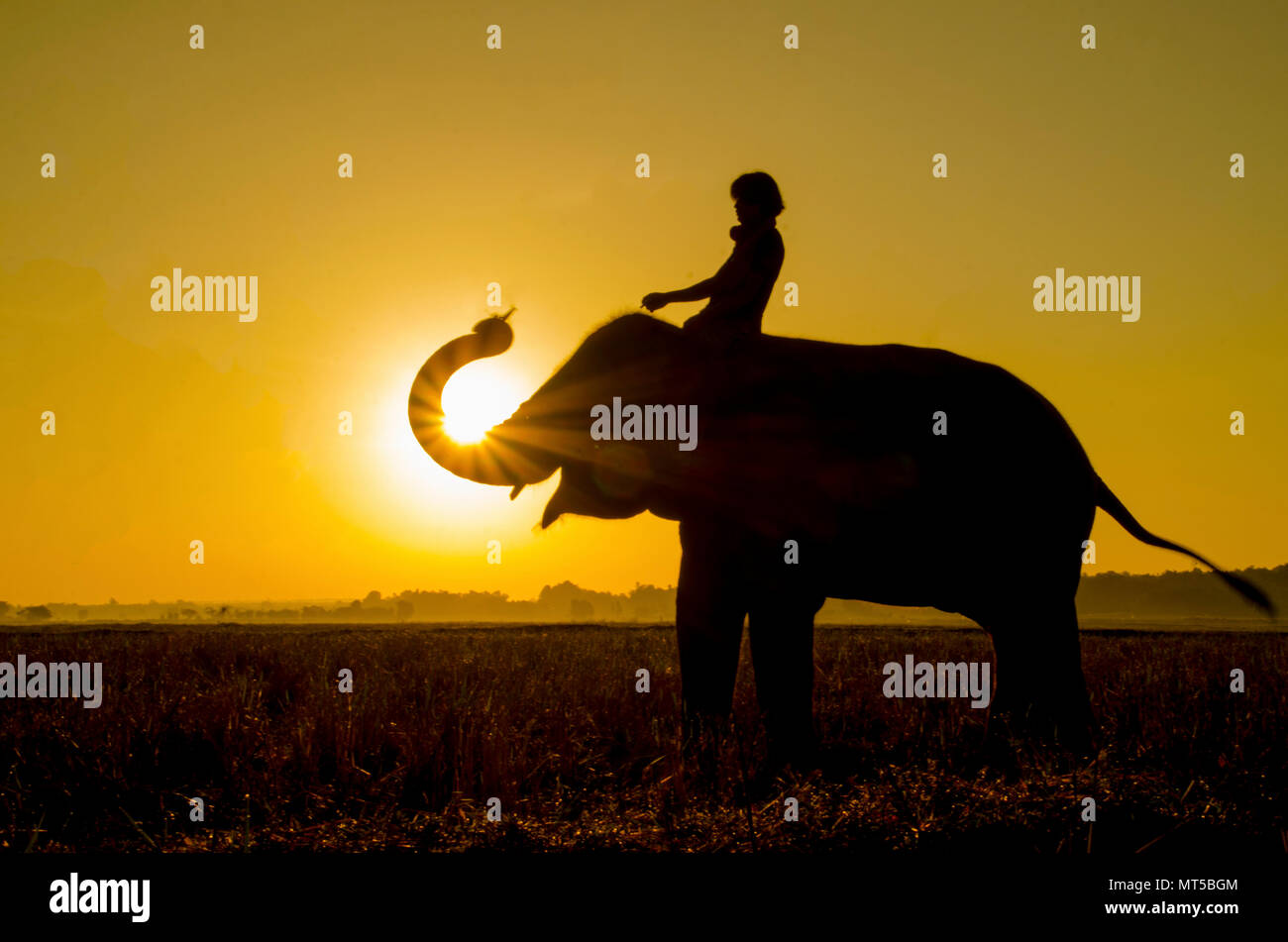 an elephant standing on a rice field in the morning. Elephant village in the north east of Thailand, beautiful relation between man and elephant. Stock Photo