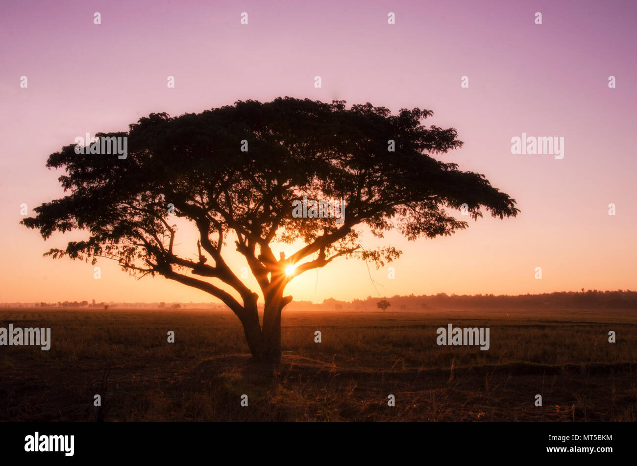 silhouette big tree with a violet sky in the morning Stock Photo