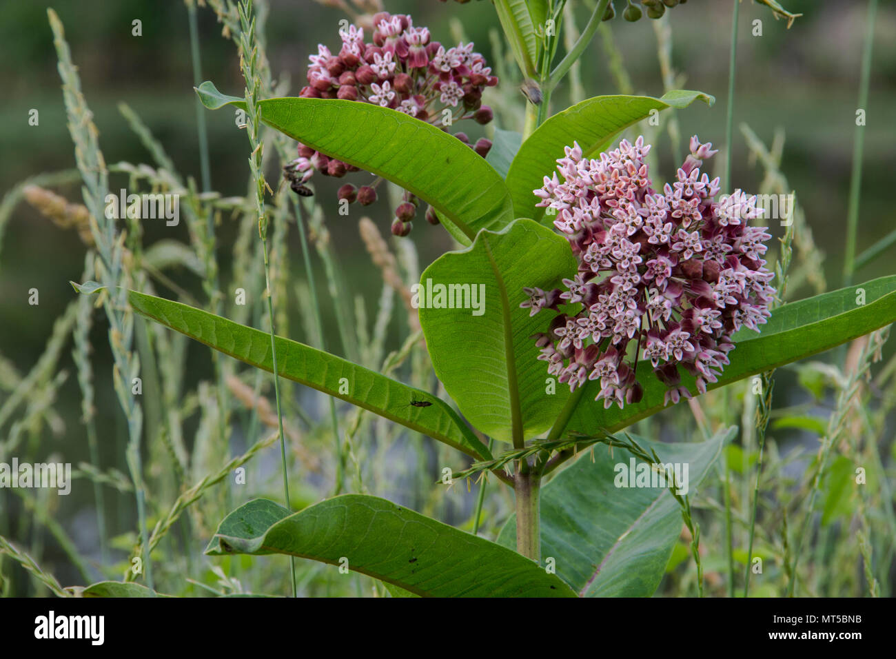 Common Milkweed Stock Photo - Alamy