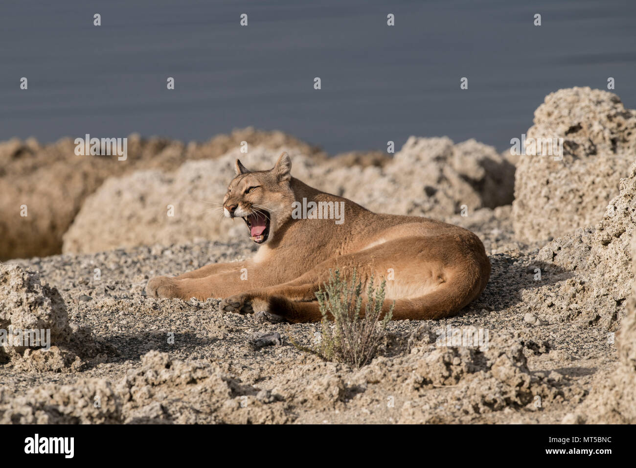 Wild puma in Patagonia Stock Photo - Alamy