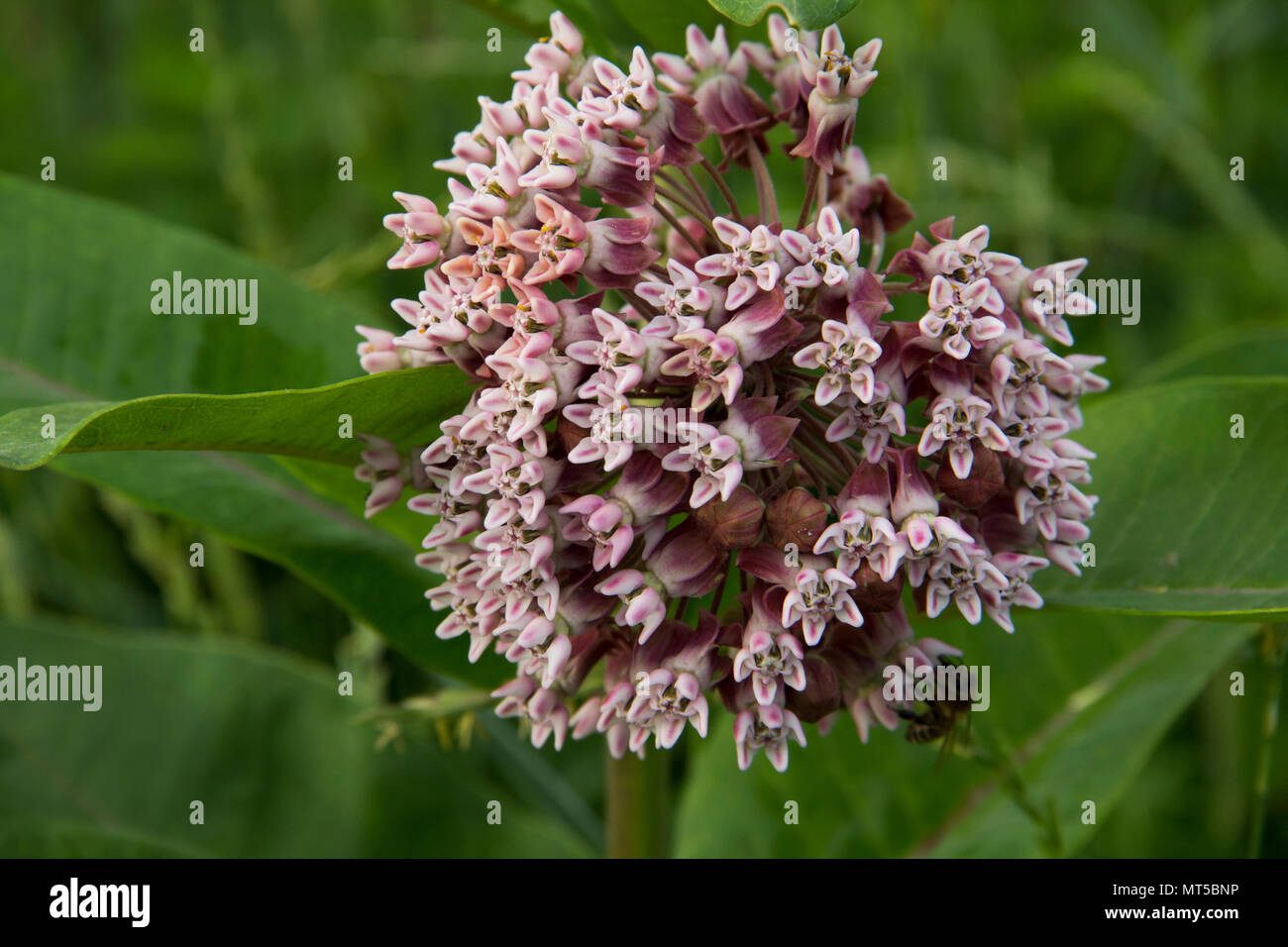 Common Milkweed Stock Photo - Alamy