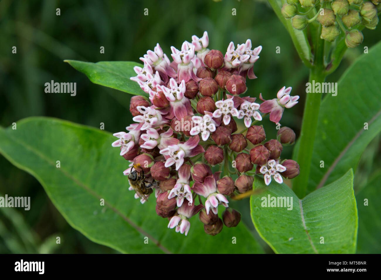 Common Milkweed Stock Photo - Alamy