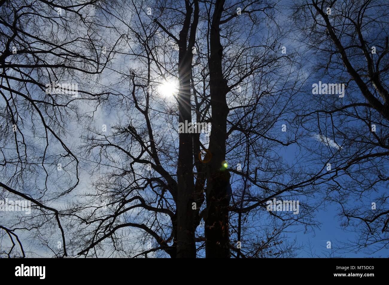 sunlight shines through branches of trees on a beautiful day in Munich in Germany Stock Photo