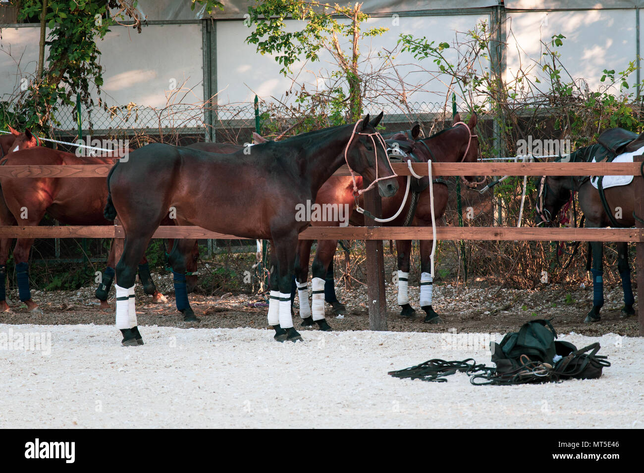 Horses for polo sport team waiting at fence in stable Stock Photo