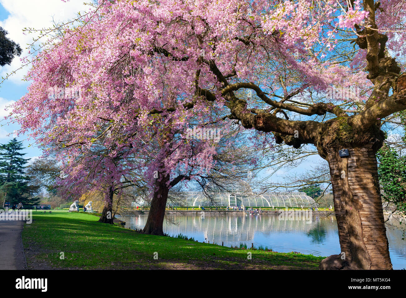 London, UK - April 2018: Blooming cherry blossom trees at Kew Gardens, a botanical garden in southwest London, England Stock Photo