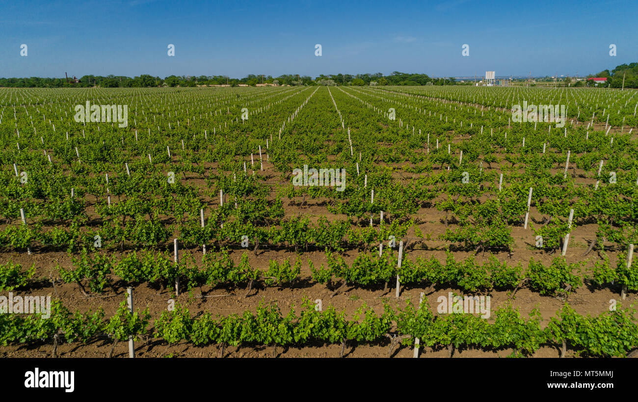 Aerial view of grape field in summer. Stock Photo