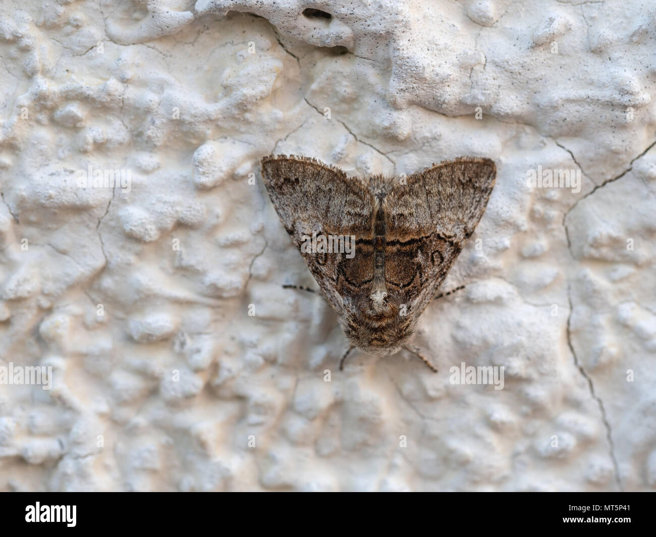 Colocasia coryli , nut-tree tussock, Noctuidae. Moth. Stock Photo