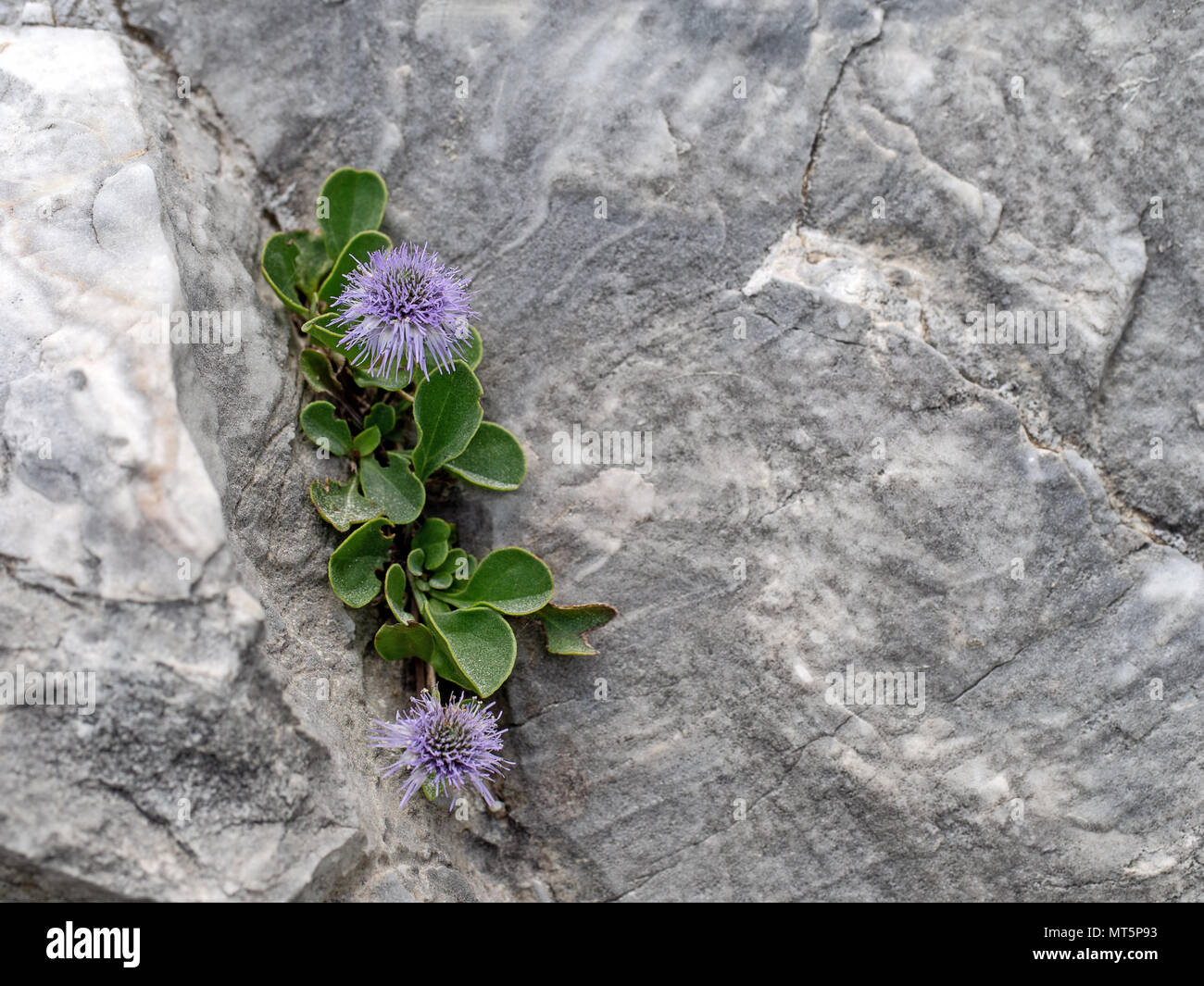 Globulari incanescens, growing wild on rocky crags in the Apuan Alps, Italy. Stock Photo