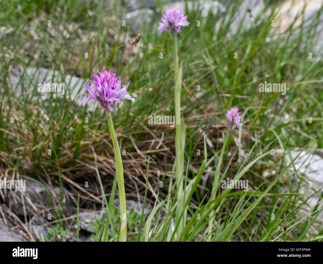 Neotinea tridentata (three-toothed orchid). Small pink wild orchid. Stock Photo
