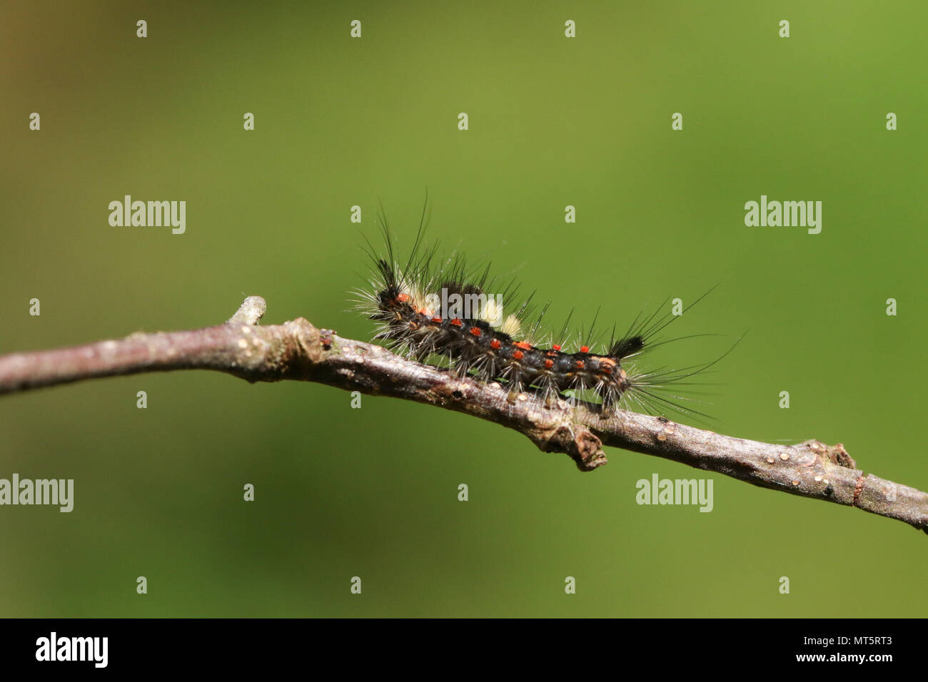 A pretty Vapourer Moth Caterpillar (Orgyia antiqua) walking across a twig. Stock Photo