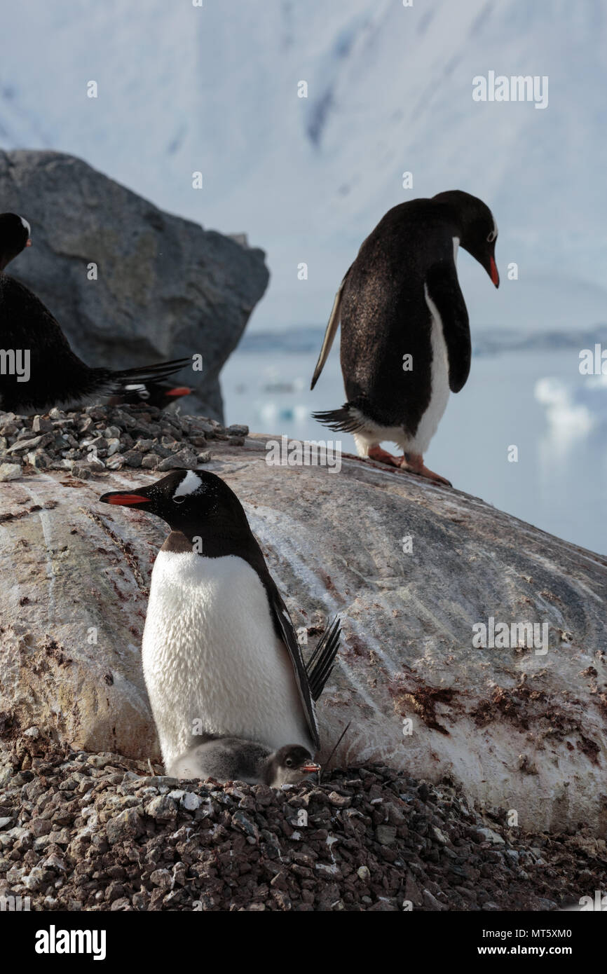 Penguins guard their chicks on nests high on a rocky shore on the Antarctic Peninsula Stock Photo