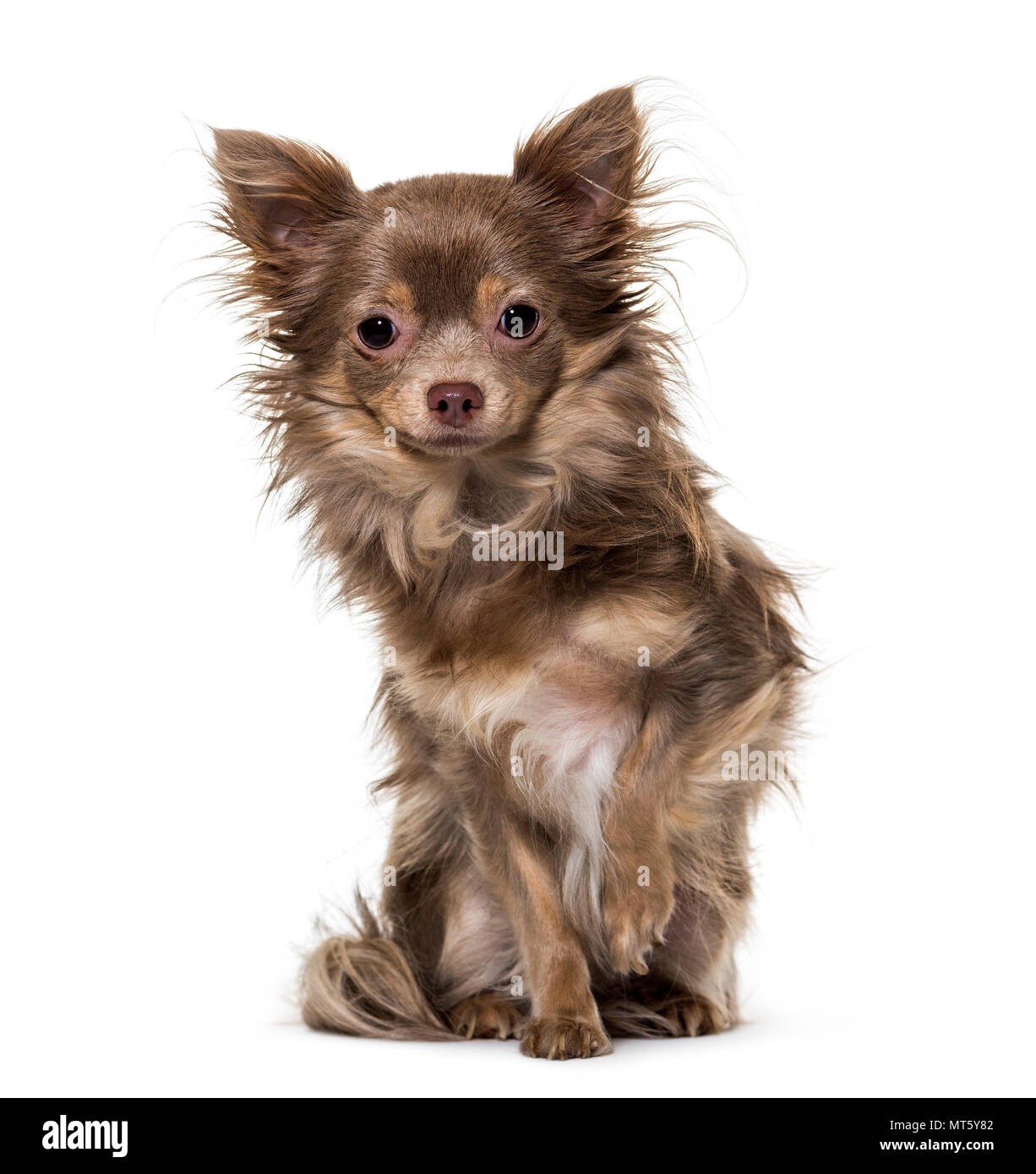 Mixed breed dog sitting against white background Stock Photo - Alamy