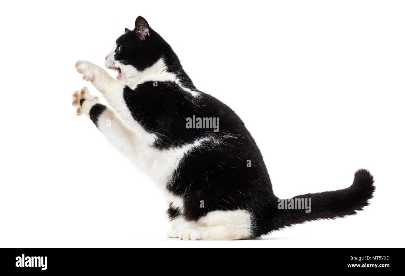 Mixed breed cat rearing up against white background Stock Photo