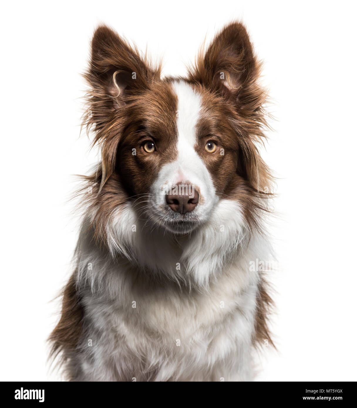 Border Collie, 1 Year Old, Portrait Against White Background Stock 