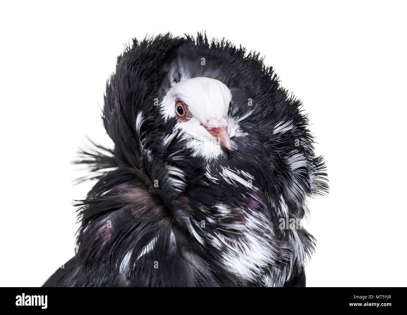 Jacobin pigeon portrait against white background Stock Photo