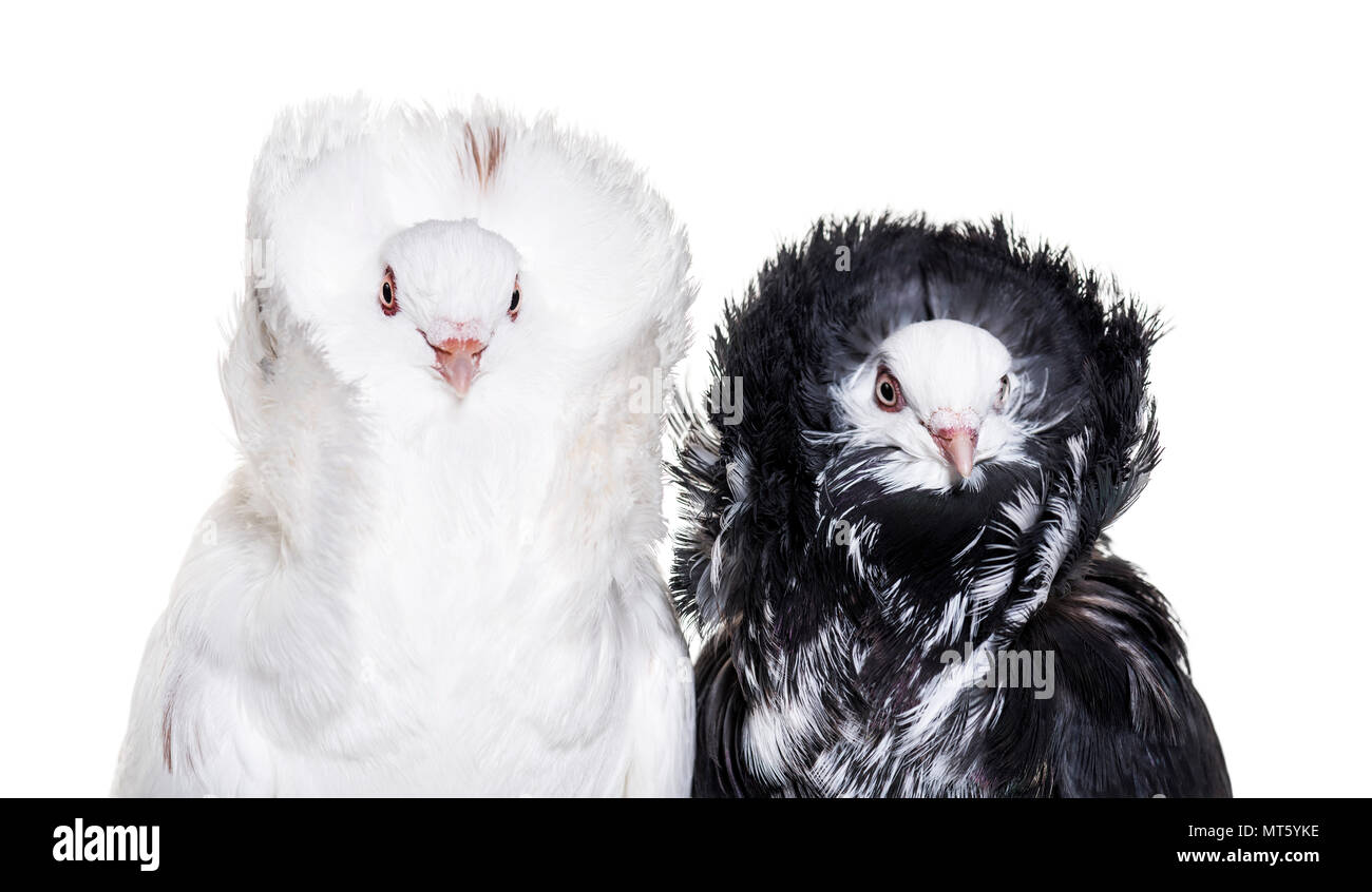Black and white Jacobin pigeons against white background Stock Photo