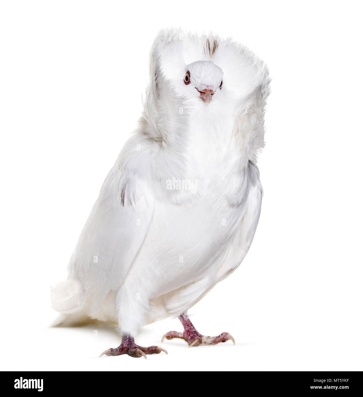 White Jacobin pigeon against white background Stock Photo