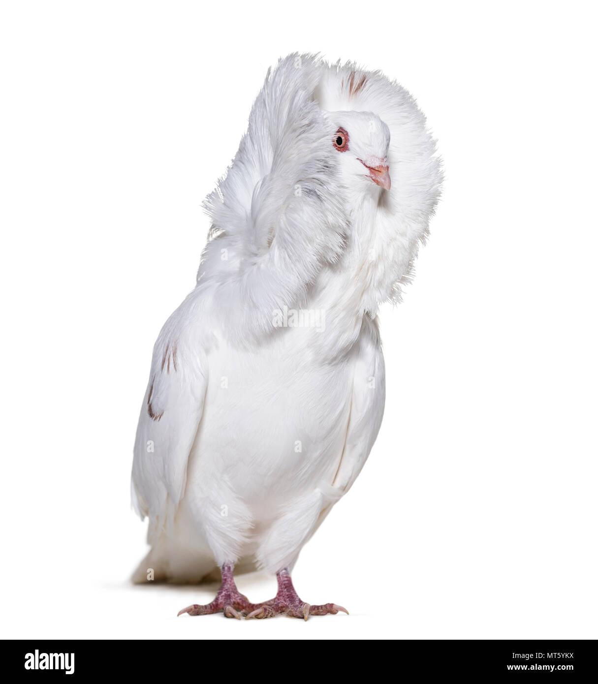 White Jacobin pigeon in portrait against white background Stock Photo