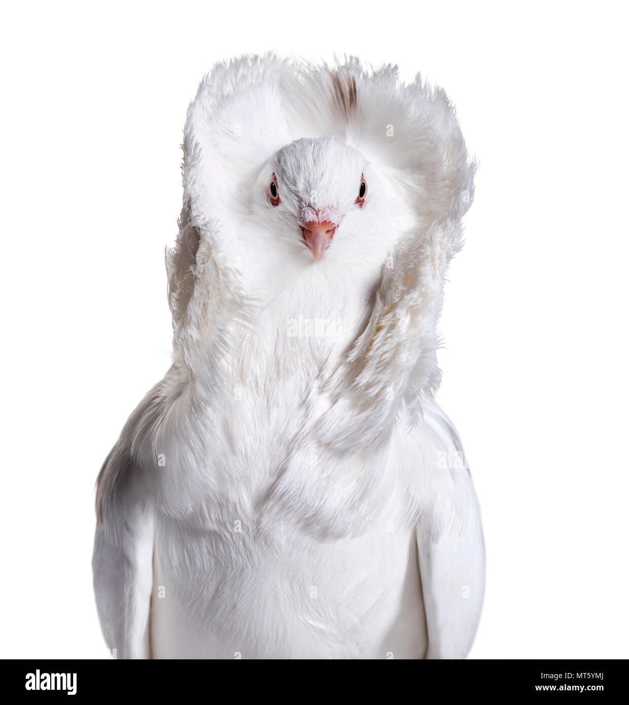 White Jacobin pigeon portrait against white background Stock Photo