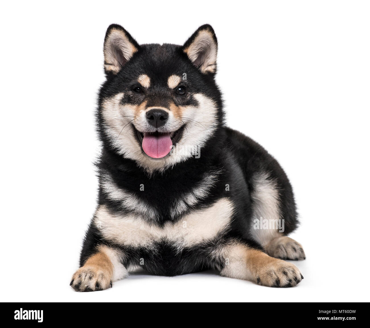 Shiba Inu puppy 4.5 months old lying against white background