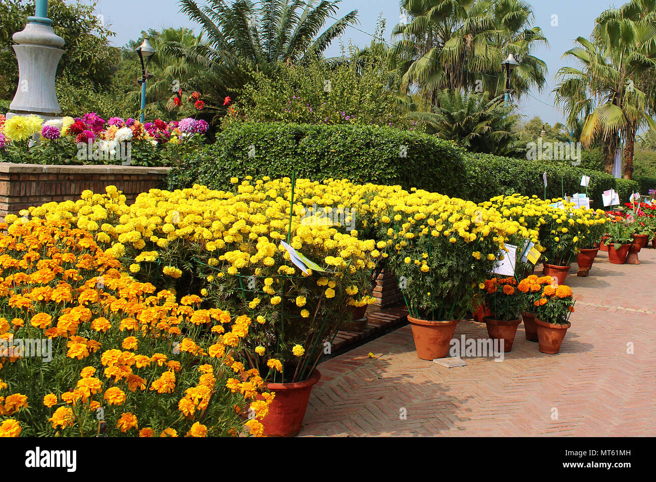 Marigold flowers.. displayed at garden of five sense...Delhi Stock Photo