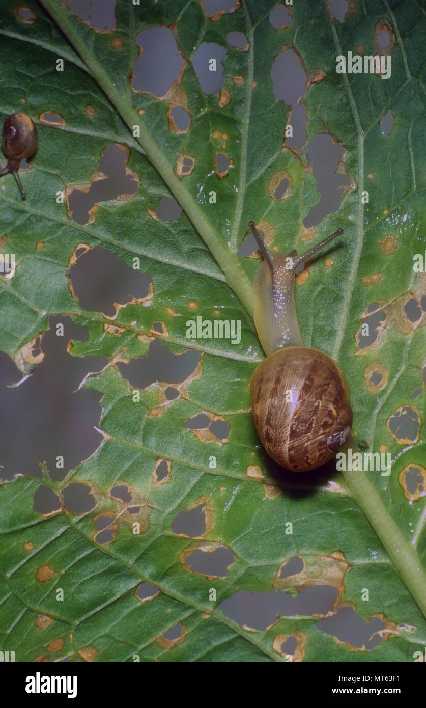 Snail damage to plants hires stock photography and images Alamy
