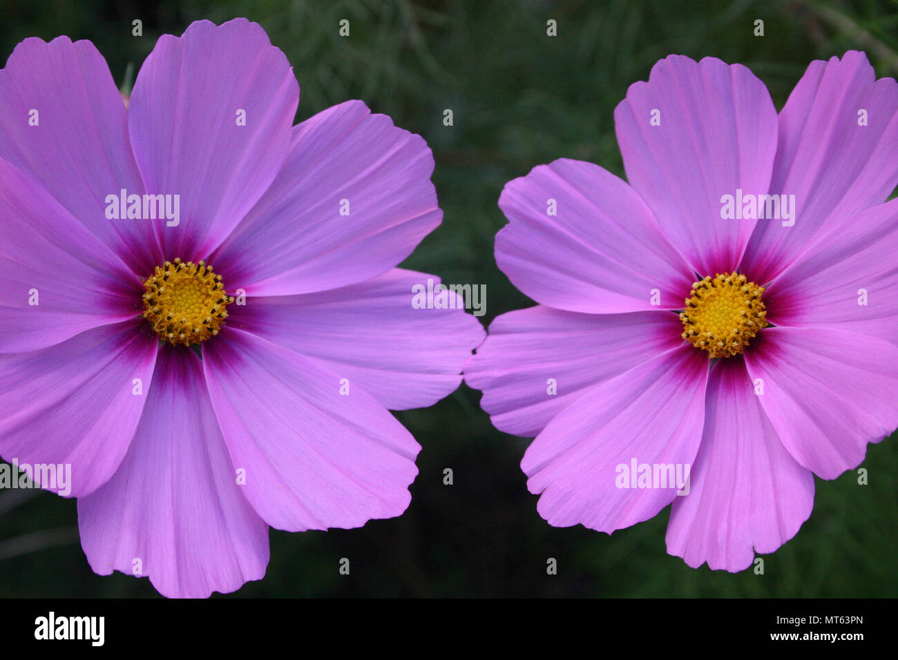Cosmos flowers are perennial or annuals plants Stock Photo Alamy