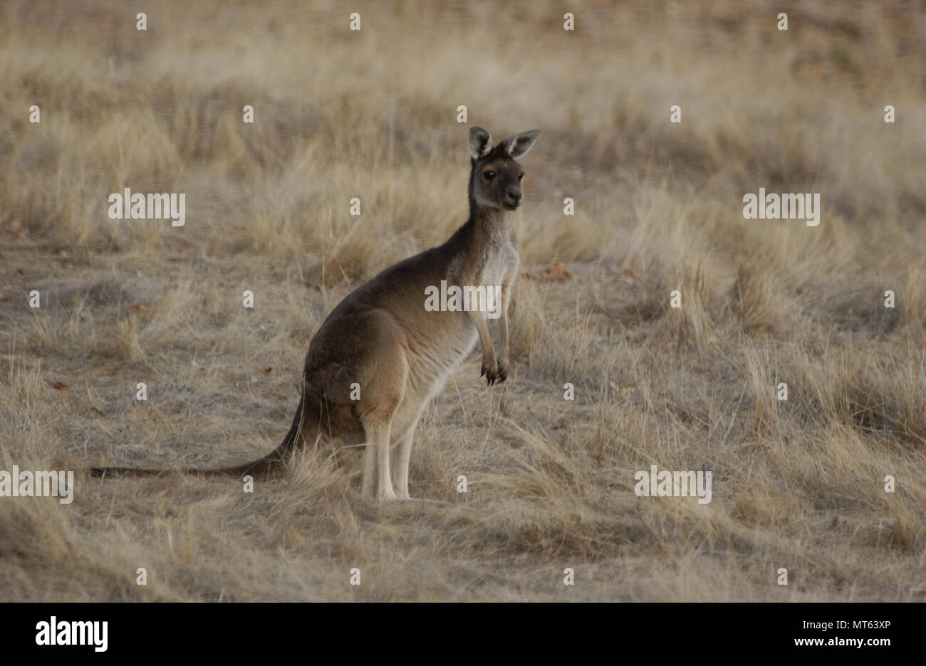 Western Grey kangaroo, Western Australia Stock Photo