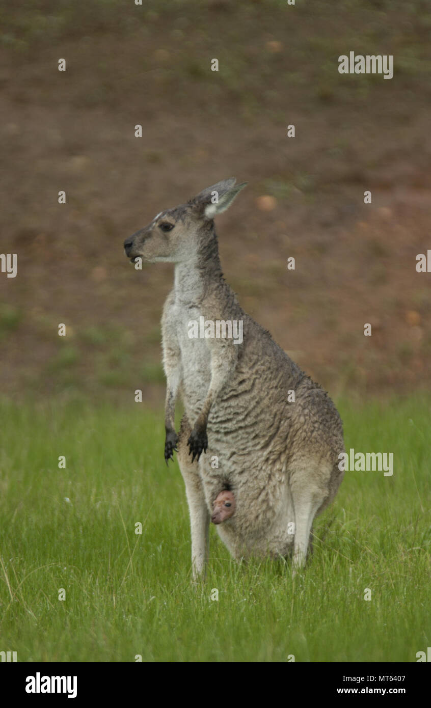 Western Grey kangaroo with joey in pouch, Western Australia Stock Photo