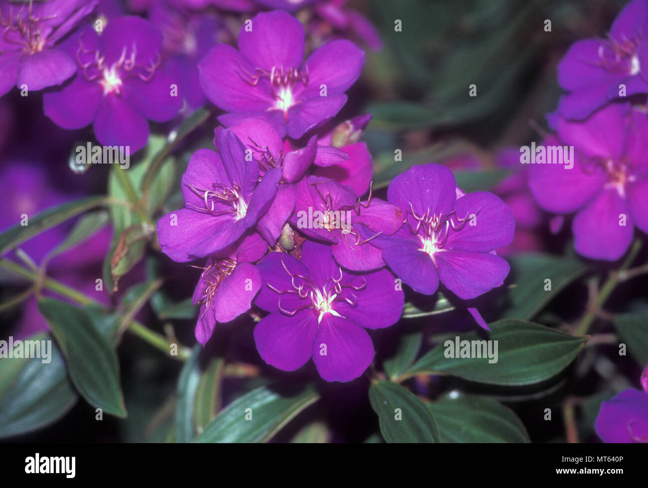 TIBOUCHINA SEMIDECANDRA (SYN URVILLEANA) Stock Photo