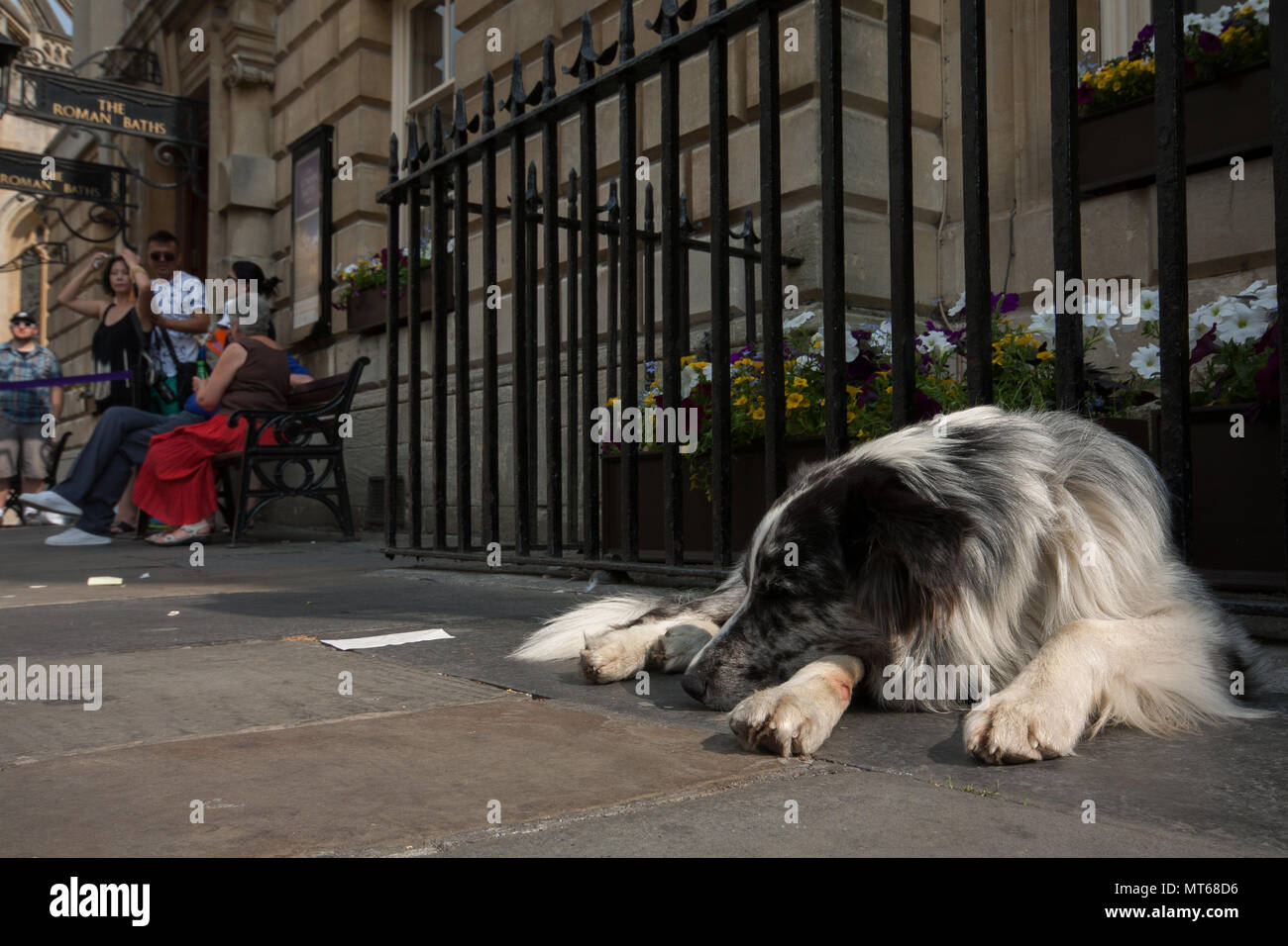 Stray dog sleeping on the streets, in city of Bath, England, UK. Stock Photo