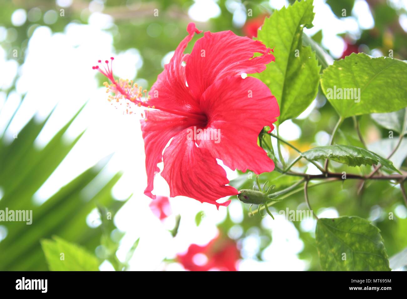 Hibiscus is a genus of flowering plants in the mallow family, Malvaceae. The genus is quite large. Stock Photo