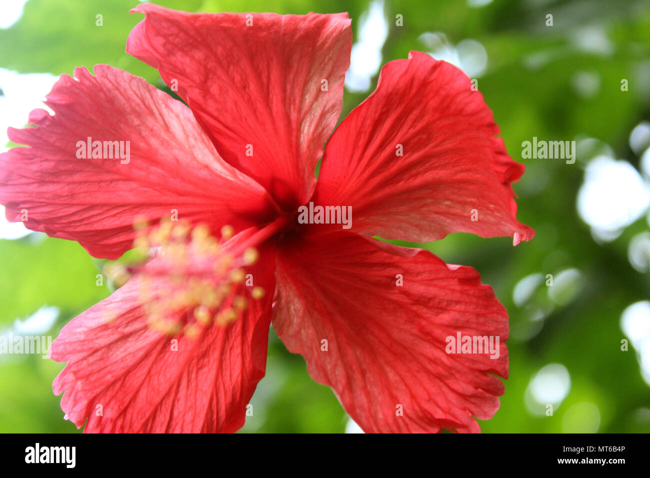Tropical Beautiful Red hibiscus flower with leaves Closeup,Macro Photography Stock Photo
