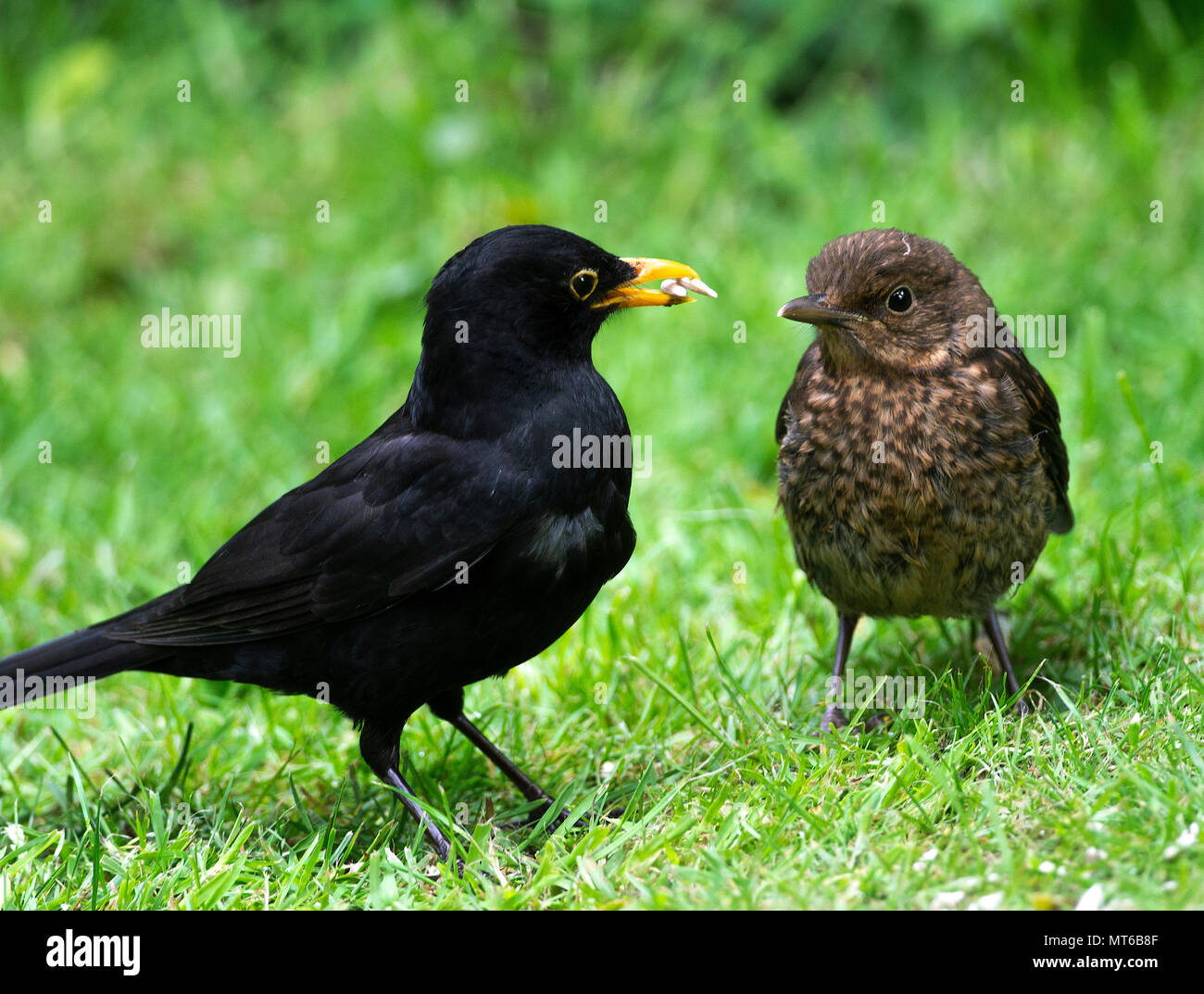 Adult Male Blackbird Feeding a Juvenile with Sunflower Heart Seeds on a Lawn in a Garden in Alsager Cheshire England United Kingdom UK Stock Photo